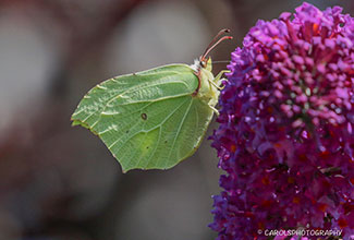 BRIMSTONE (Gonepteryx rhamni) 